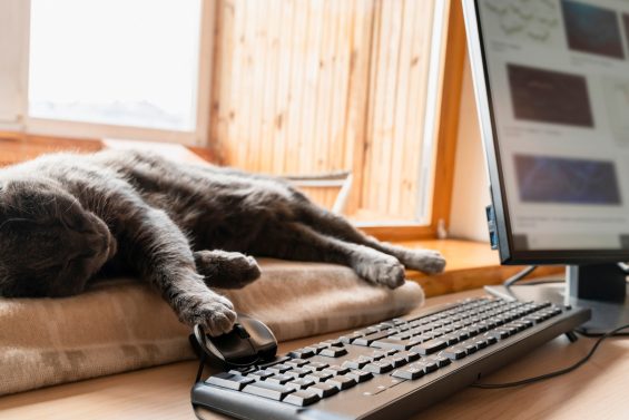 work from home
